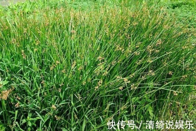 野草|农村这种野草你肯定见过,有开胃消化食物,清热利湿的功效!