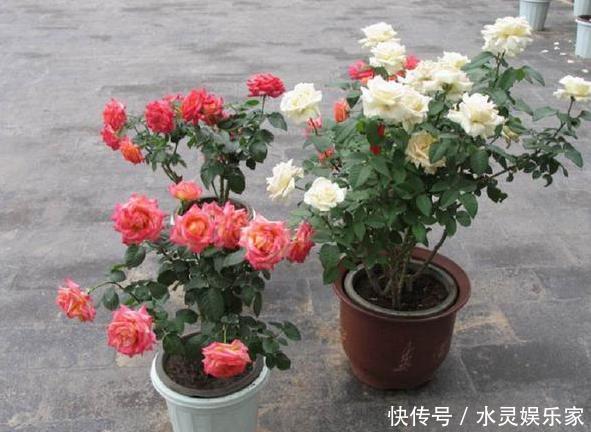 花蕾|养月季和蔷薇如何培养高颜值注意3个问题,个个满树繁花