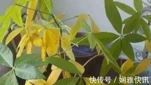 这几种“拦财花”，再喜欢也不要放室内，有钱人扔都来不及！