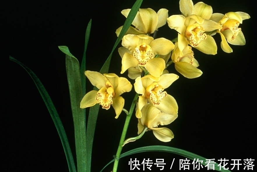 兰花叶子卷曲发黄不要怕,这样一招解决,叶片油绿,窜箭多