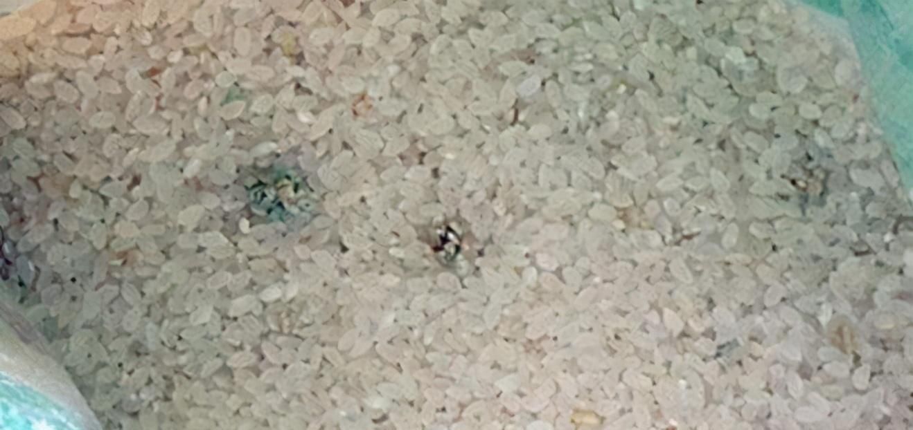 3种“最伤身”的大米,白给都不能吃,有人就是不听,整袋往家扛