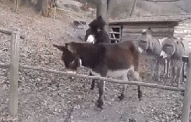 |搞笑GIF：在街头碰到一个妹子，本想上去搭讪，一回头吓我一哆嗦