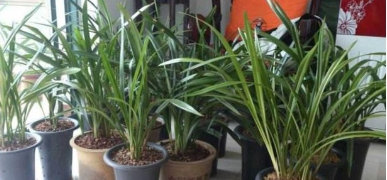 烂根的兰花长出新芽，能活吗学会这“4步”，养兰是关键