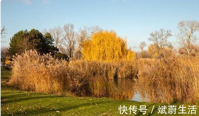 白扁豆|抓住秋冬健脾好时机!不伤阳气、祛湿健脾的搭配,原来是它俩!