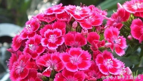 养花就养1盆它,种子撒盆里,1周发芽,开花多,从春开到秋!