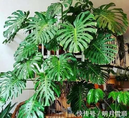 看看花友养了“10多年”的“龟背竹”,这是要上天?