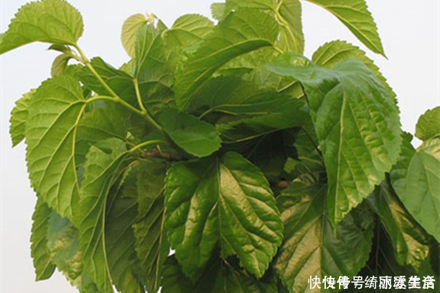 黃褐斑|40歲阿姨長斑十幾年，一片樹葉就搞定，效果好不花錢，告別黃褐斑