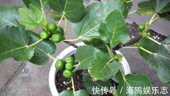 土壤|不花钱种出“无花果”，一周就生根，来年枝头挂满果！