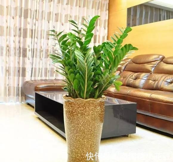 钱串子|3种花名字带“钱”寓意好,还是净化小能手,吉祥又健康