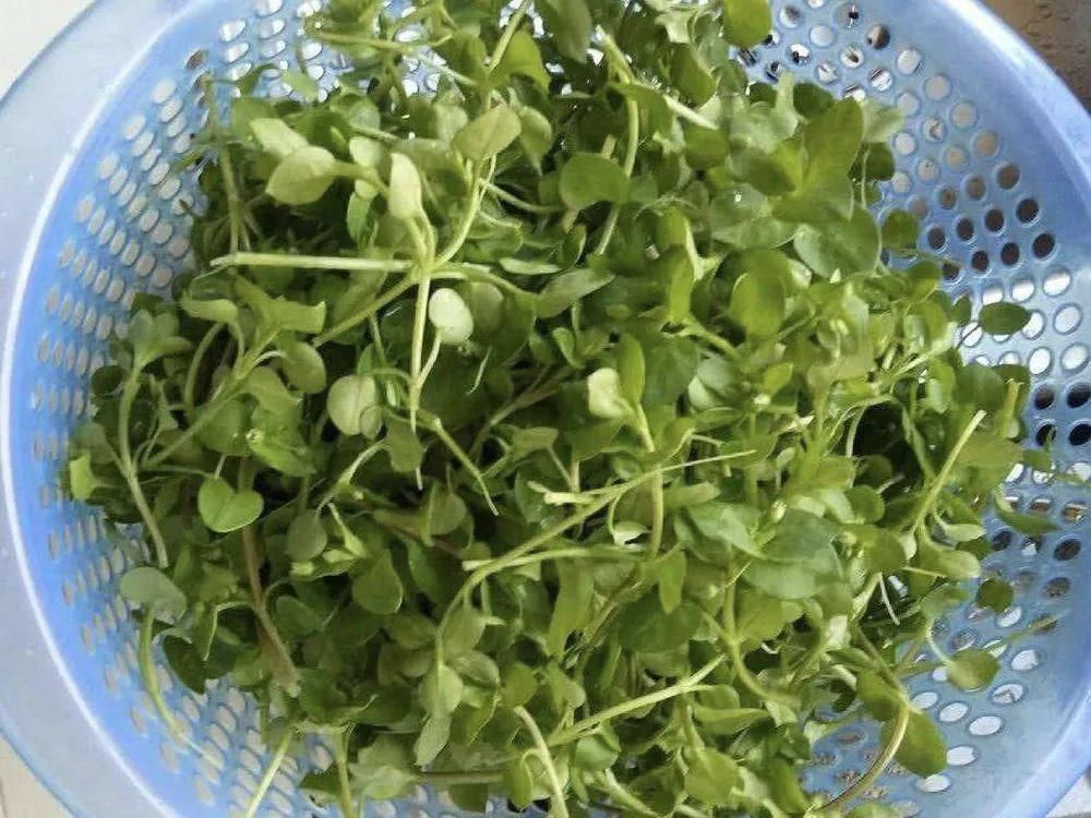 野生植物|生长在农田里，常被农民当杂草除掉，殊不知是极品野菜，含钙很高