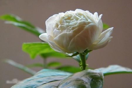 此花“人间第一香”,沾土就活,一开花就是150天,快试试吧