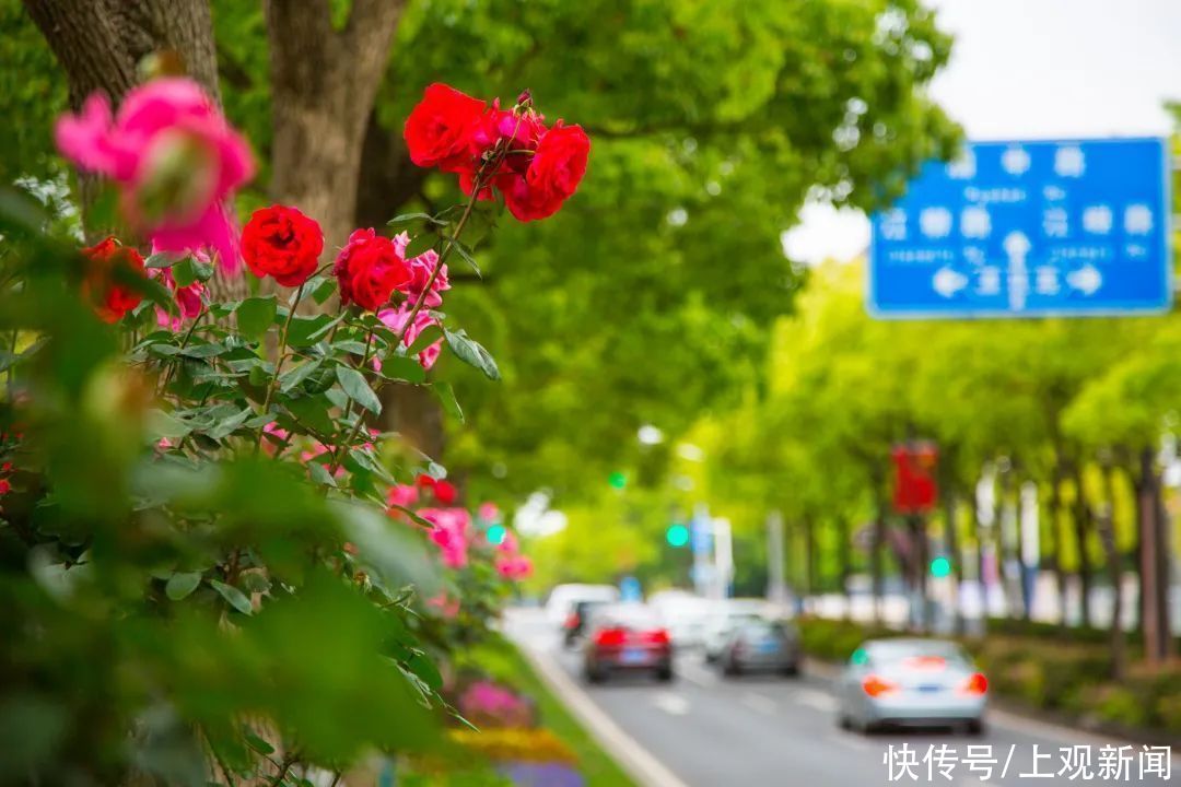 上师大|打卡！这里的繁花似锦，藏不住啦