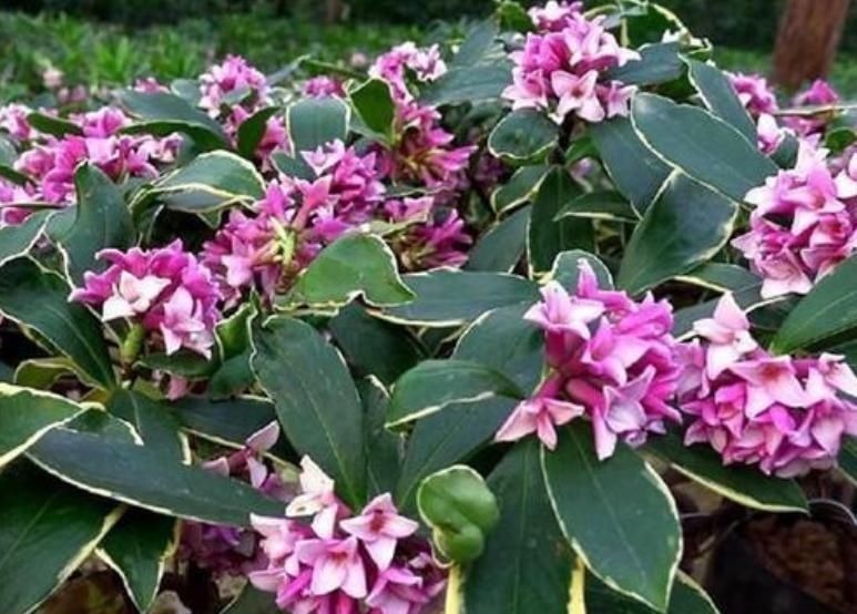 最受欢迎的4种花，花朵硕大、优美高贵，养在家里上档次！