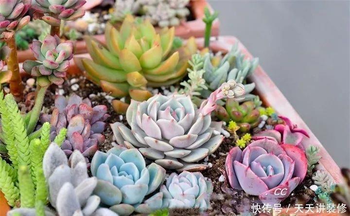 一个盆种了9种花,老妈非说养不好,差点被拔光