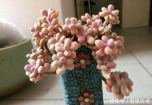 盘点10款水灵圆润的多肉植物,每一款都萌化人心,值得拥有!