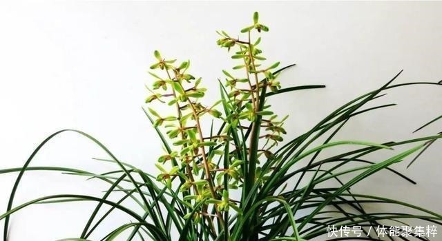 根系|兰花土加“一料”,不烂根不空根,7天蹭蹭冒笋,独苗变层叠群兰!