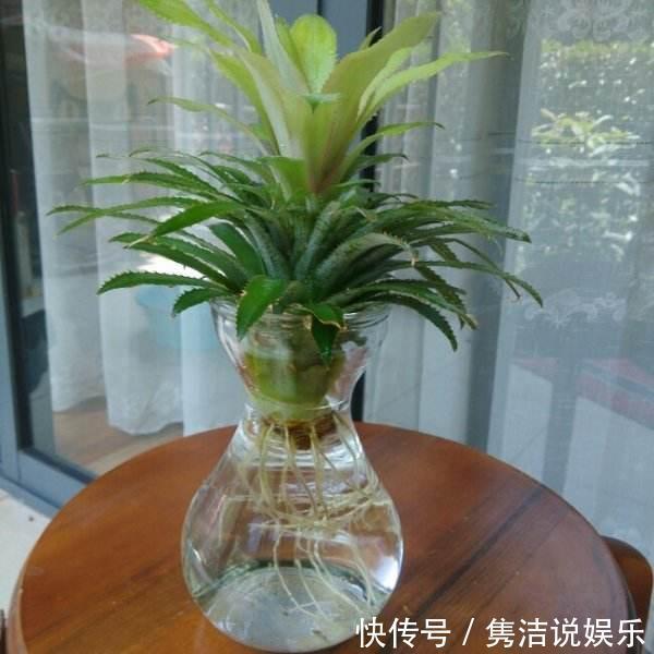 吃菠萝,“菠萝头”泡水里,3周长根变漂亮盆栽,结出大果子来
