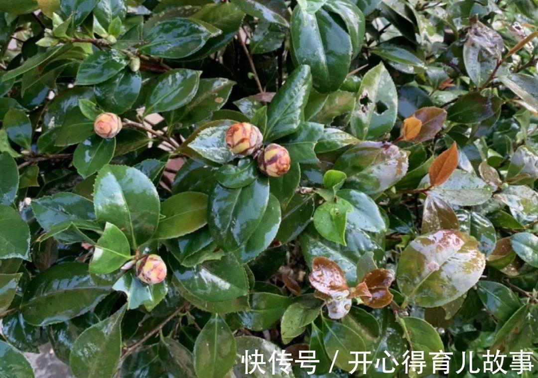 10种花,一降温就黄叶,赶紧换个地方养