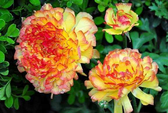 此几款花超好养,放家里浪漫又美丽,花开爆棚惹人爱,绚丽多姿