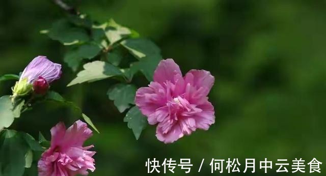 江南人|60种常见野菜，高清大图，收集全了真不容易！