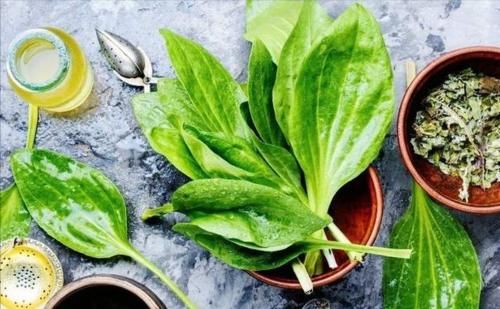 尿酸|车前草,您熟悉吗?它对痛风患者降尿酸是否有用呢?医生告诉您