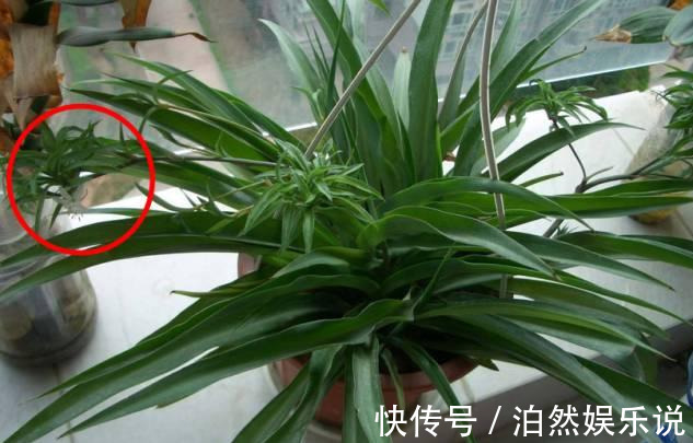爆盆|养花技巧10种吊兰，好扦插，易爆盆，掐一根一插就是一大盆！