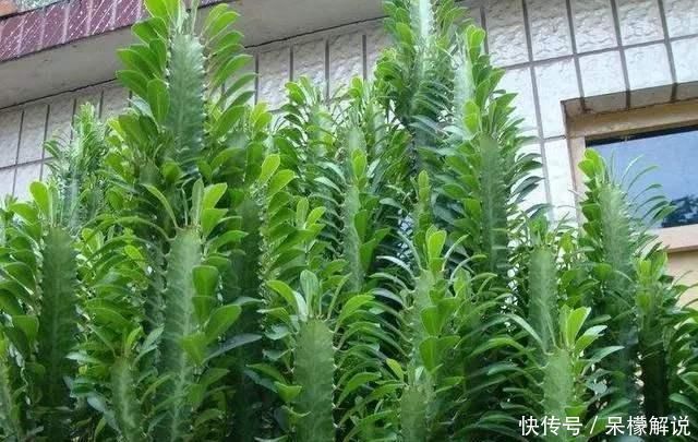 盆栽|门口养了一棵“气派花”，生命力强很养眼，寓意好能镇宅