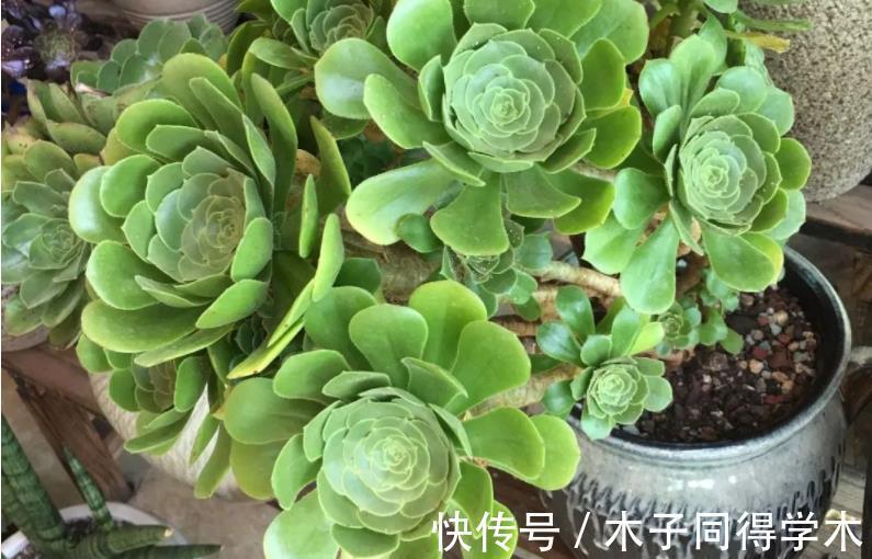 枝叶|养多肉绿羊绒,这些打理到位,爆头易,还能持久散发出花香