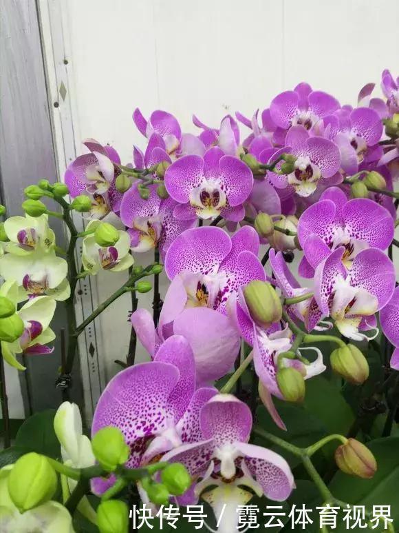 垃圾桶里一堆“贵货”花,丢人也要捡,带回家就开花