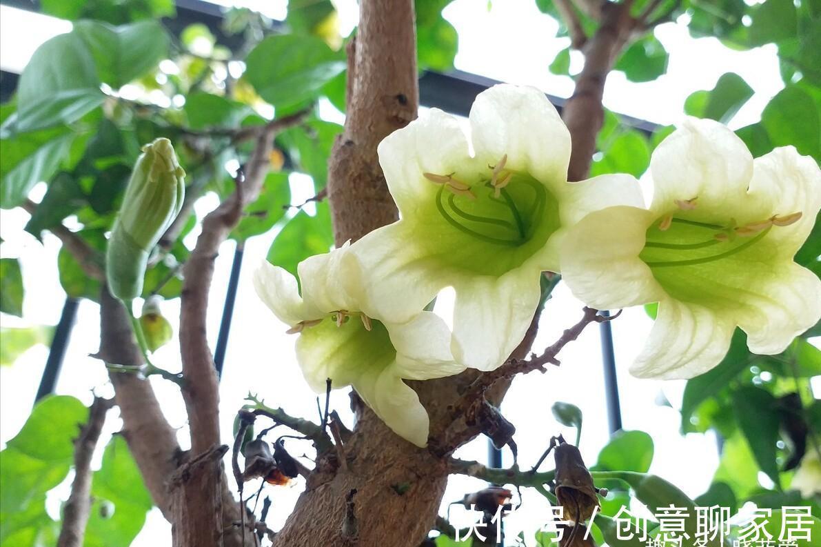 金钱树|6种植物，花开富贵“好兆头”，能养开花“不简单”