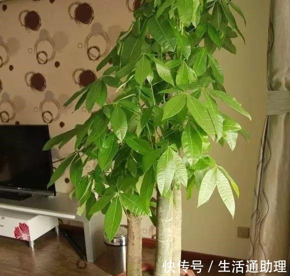 4种“树”养客厅,越养越有“有福气”,“懂花”的人都喜欢!