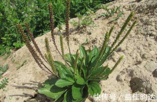 野草|农村1“车前草”,农民认定是害草,见到就拔,却不知比大米珍贵