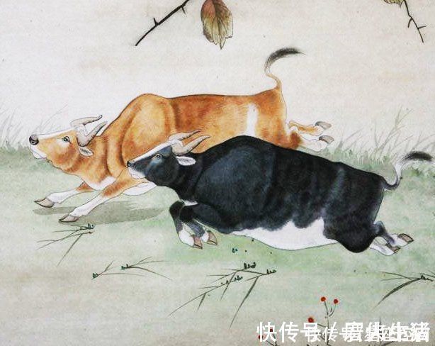 好福气|属牛人出生在几月,给家人造福,旺家门富裕,有他就有好福气