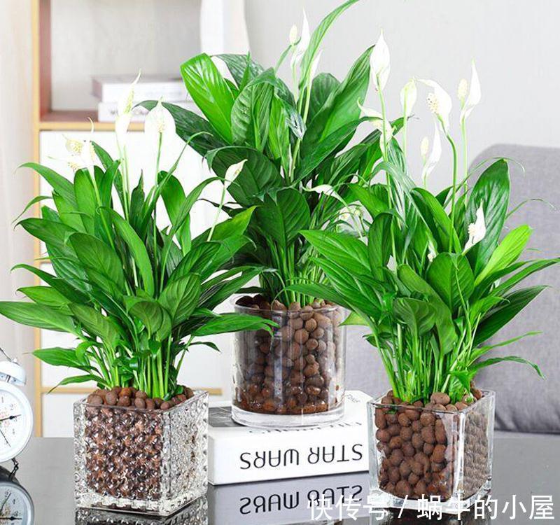 适合10月养的“13种吉祥花”,建议你也养一盆,利健康旺财运