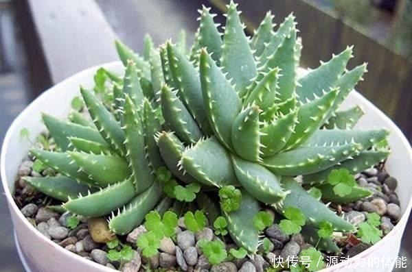 芦荟喜阴还是喜阳多浇水还是干一点比较好！