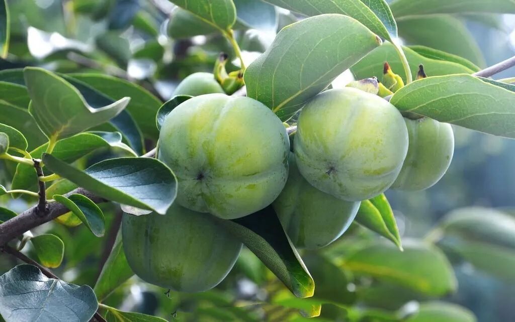 清热|【养生】一个柿子五味药，柿子有哪些功效？吃柿子有哪些禁忌？