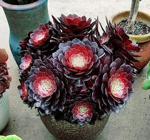 长势|5种容易养成老桩的多肉,一养就能成功,越养越美,适合新手