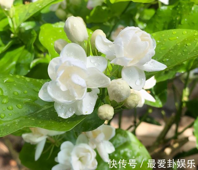 观赏|3种“养人花”,能吃能观赏,好养又漂亮,还能净化空气,喜欢