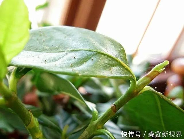 养花时很容易出现的6种病虫害,蚜虫、介壳虫和红蜘蛛都要可清除