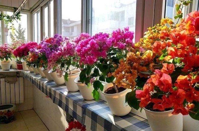 花卉里的“劳模”,3种花全年”开花不断“ ,好养又漂亮,美!