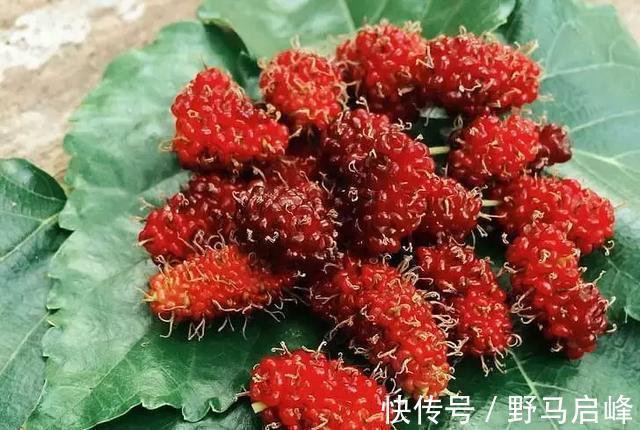 溶血性腸炎|桑葚，到底升血糖還是降血糖你可能一直沒吃對！