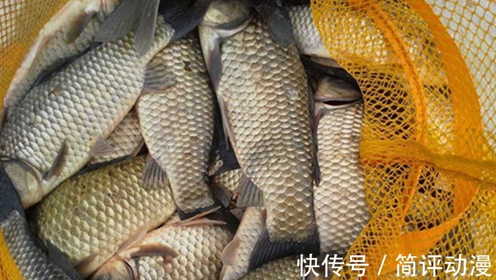 初冬钓鲫鱼,好用的虫饵有这3种,蚯蚓不上鱼,另外两种必定有效