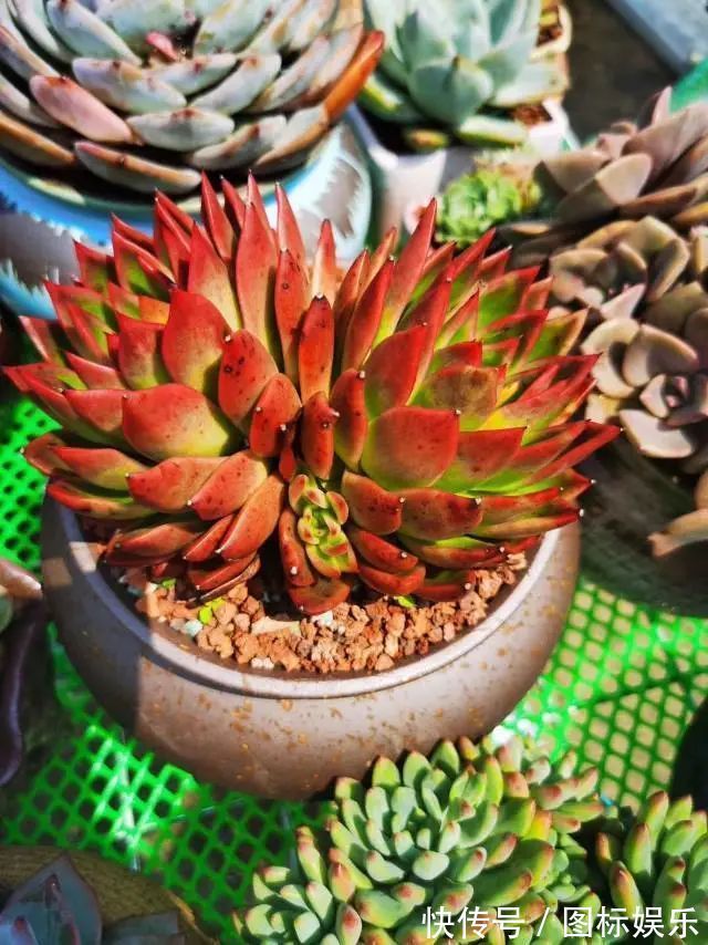 遇见,是一生!遇见多肉,是我的余生和全部!