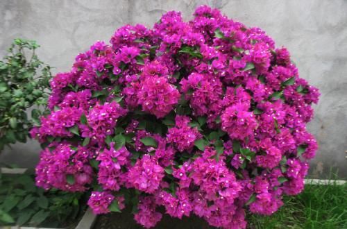 超长|3种木质花卉,开花漂亮花期超长,越养越漂亮,是盆栽佳品!