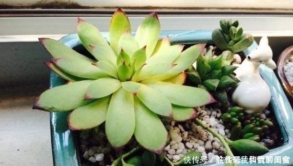 夏天|多肉观音莲，最爱“吃大饼”，一摊一大张，一个夏天都犯愁