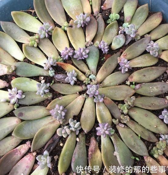 家里没矿的肉友教你一招成为多肉大户，保你一看就会