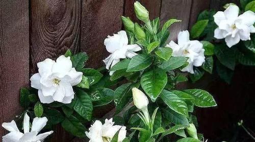 黄叶|养花老板不愿分享的秘密简单几招,不黄叶,花开满盆