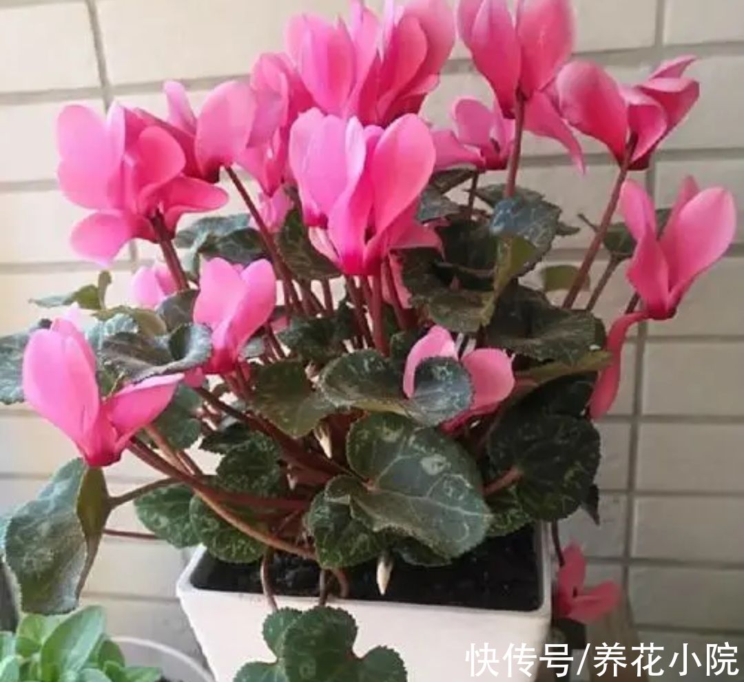 技巧|养仙客来，掌握4个养护技巧，叶子浓绿开花不断