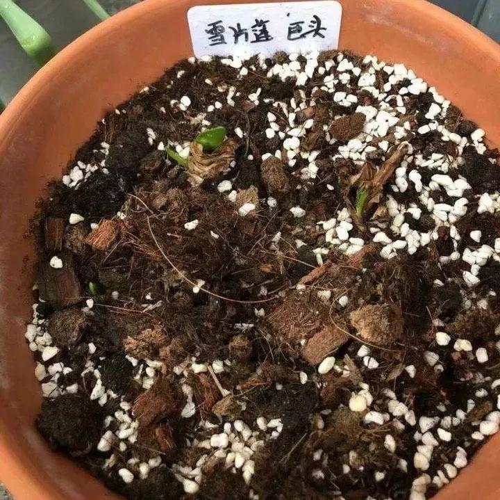 开在雪地里的花,零下20度冻不死,年年爆球一大堆!