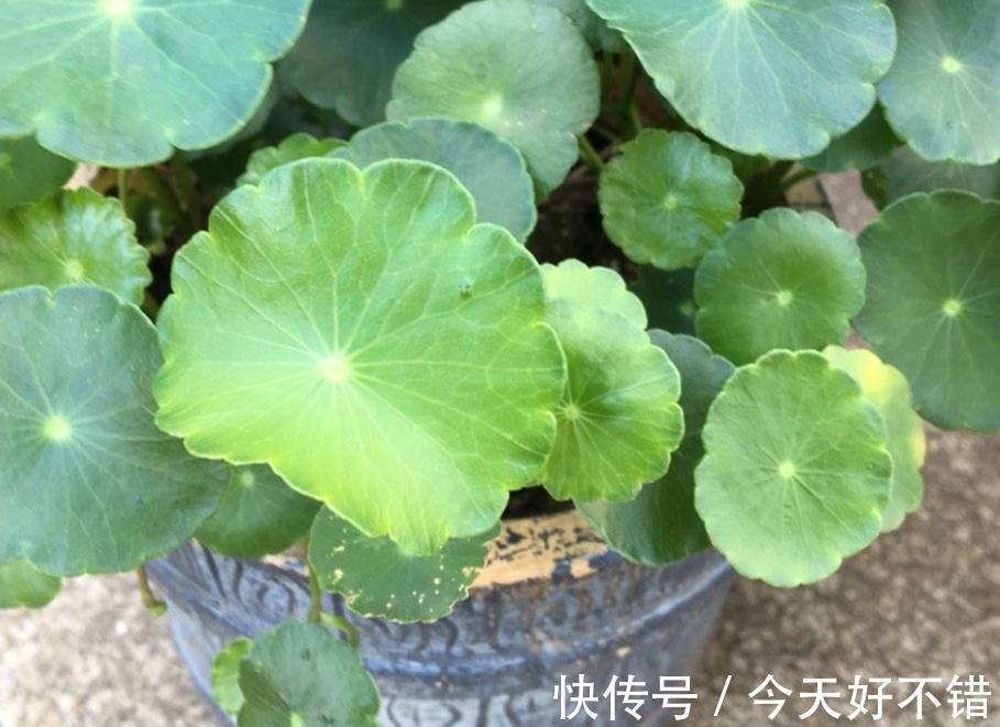 植物|这5种植物寓意好，好看又好养，适合中国家庭入手